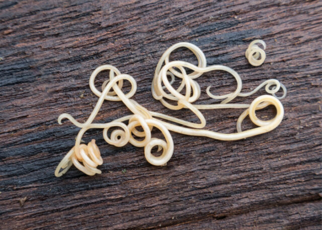 Roundworms in Dogs: Symptoms, Prevention, and Treatment