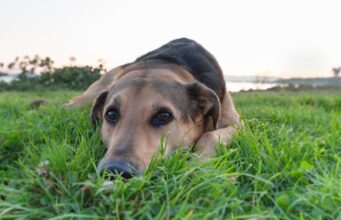 Roundworms in Dogs: Symptoms, Prevention, and Treatment Roundworms in dogs Featured Image