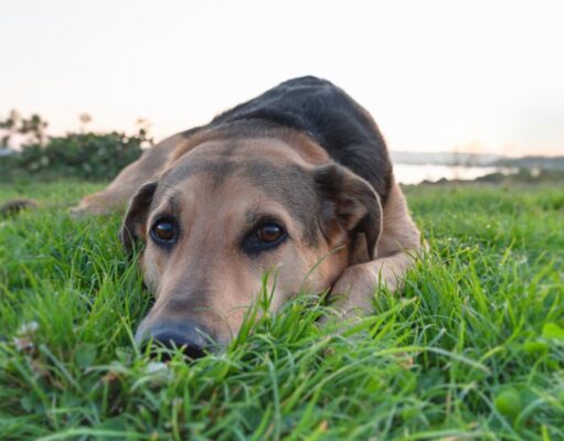 Roundworms in Dogs: Symptoms, Prevention, and Treatment Roundworms in dogs Featured Image