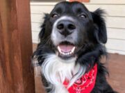 Rover the Dog Goes Viral After Trying to Run Off with FedEx Driver Rover the Dog (@officialroverdog)