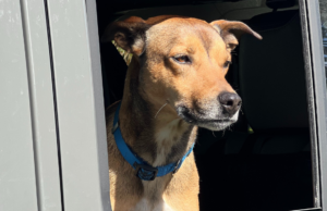 Have Pet, Will Travel: Guide to Spring or Summer Trips with Dogs Sasha in the car