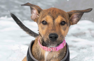 4 Tips & Tricks for Navigating Peak Flea and Tick Season Sasha the dog running on the beach