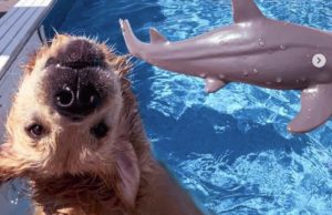 Sneaky Golden Retriever Dips in Neighbor’s Pool Zeppole in a pool