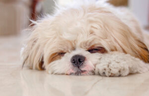 Shih Tzu Sleeping Habit: How Long Should They Sleep? Shih Tzu sleeping habit