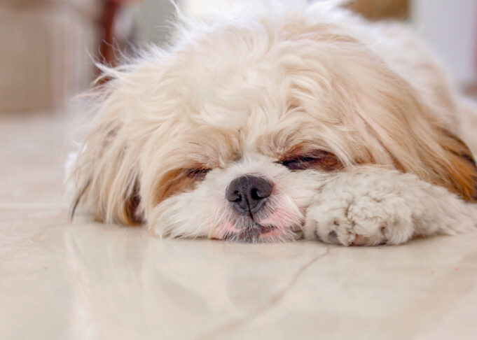 Shih Tzu Sleeping Habit: How Long Should They Sleep?