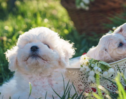 15 Adorable Small White Dog Breeds Small White Dog Breeds