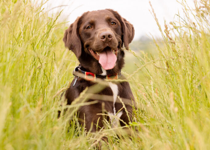Springador Dog Breed Profile (Spaniel & Labrador Mix)