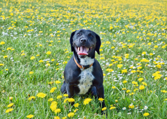 Springador Dog Breed Profile (Spaniel & Labrador Mix)