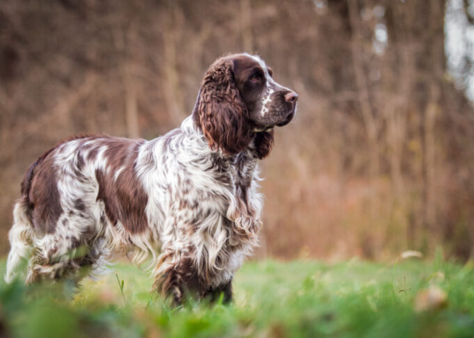 Springador Dog Breed Profile (Spaniel & Labrador Mix)