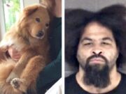 Stranger Stabs Dog to Death in An Unexpected Encounter at the Park Stranger stabs dog to death while owner plays pickleball at the park