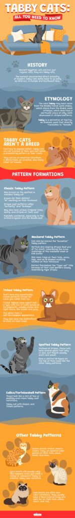 Tabby Cats: All You Need To Know About These Patterned Cats