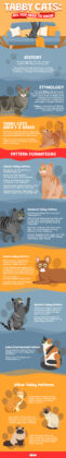 Tabby Cats: All You Need To Know About These Patterned Cats