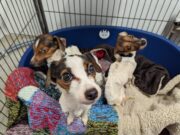 Couple Banned From Keeping Animals After Neglected Dogs Discovered at Home Three of the Emaciated Jack Russell dogs Rescued Image by: RSPCA