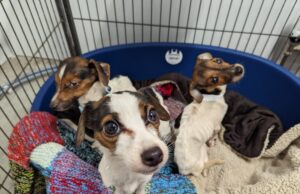Couple Banned From Keeping Animals After Neglected Dogs Discovered at Home Three of the Emaciated Jack Russell dogs Rescued Image by: RSPCA
