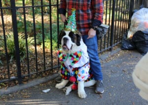 Fun Halloween Activity for Dogs: Costume Parade