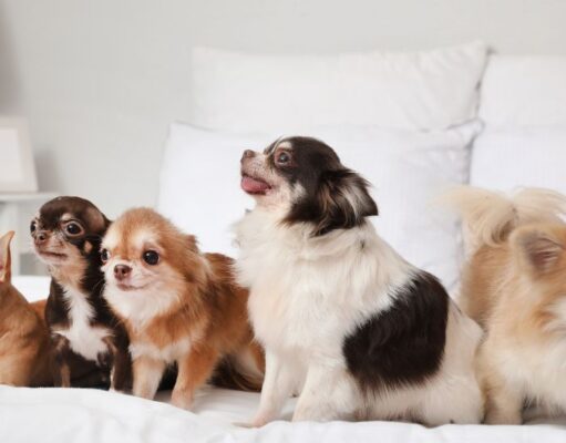 The 7 Types of Chihuahua: Breed Variations and Characteristics Types of Chihuahua Featured Image