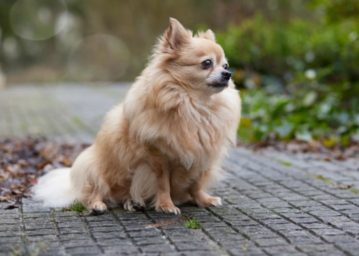 Chihuahua clearance coat types