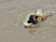 Ukrainian Soldier Rescues Dog From Floods Using Pink Donut Inflatable Ukrainian soldier saves dog from floods using a pink donut inflatable