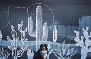 Adorable Dancing Bernese Mountain Dog Has The Internet Charmed Vasco the Berner Image by: (@vasco_the_berner)