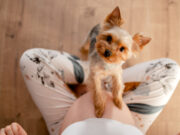 Viral Video of Dog’s Reaction to Owner’s Baby Bump Melts Hearts Viral Video of Dog's Reaction to Owner’s Baby Bump Melts Hearts