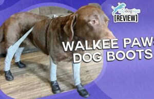 Giveaway: Walkee Paws Dog Leggings with Boots $65+ Value Walkee Paws Dog Leggings with Boots