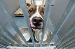 10 Ways To Help Shelter Animals Without Adopting Ways To Help Shelter Dogs Without Adopting