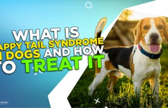 What Is Happy Tail Syndrome in Dogs and How To Treat It? What Is Happy Tail Syndrome in Dogs?