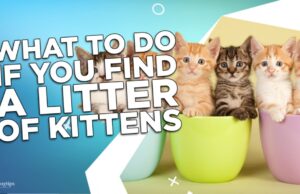 What To Do If You Find A Litter of Kittens? What To Do If You Find A Litter of Kittens