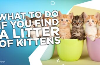 What To Do If You Find A Litter of Kittens? What To Do If You Find A Litter of Kittens