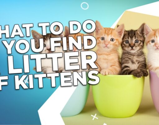 What To Do If You Find A Litter of Kittens? What To Do If You Find A Litter of Kittens