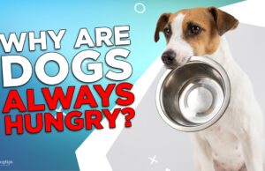 Why Are Dogs Always Hungry?
