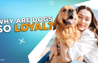 Why Are Dogs So Loyal? Why Are Dogs So Loyal?