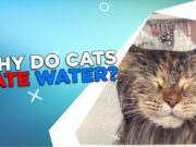 Why Do Cats Hate Water? Why Do Cats Hate Water?