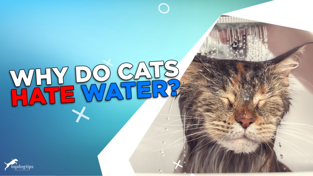 Image showcasing Why Do Cats Hate Water? - Top Dog Tips