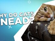 Why Do Cats Knead? Why Do Cats Knead