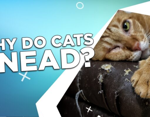 Why Do Cats Knead? Why Do Cats Knead