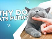 Why Do Cats Purr? Why Do Cats Purr?