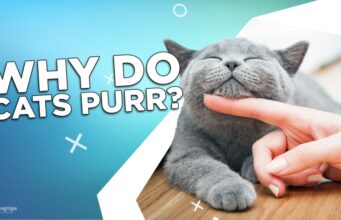 Why Do Cats Purr? Why Do Cats Purr?