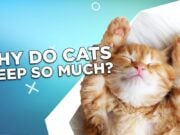 Why Do Cats Sleep So Much? Why Do Cats Sleep So Much
