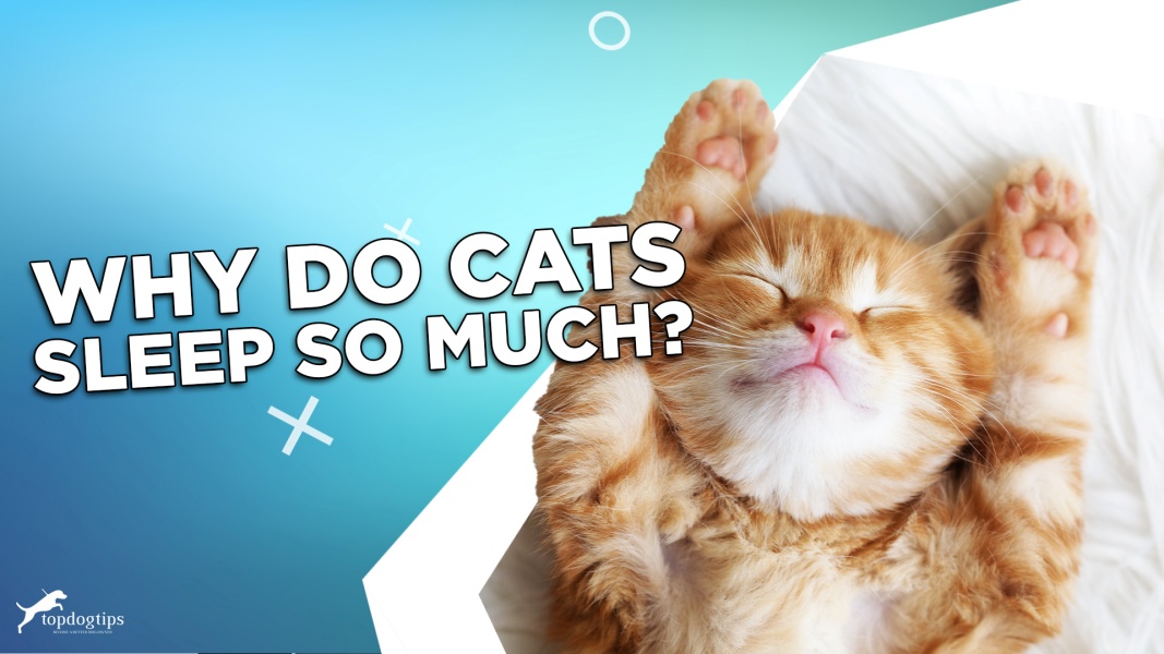 Why Do Cats Sleep So Much? – Top Dog Tips - Why Do Cats Sleep So Much