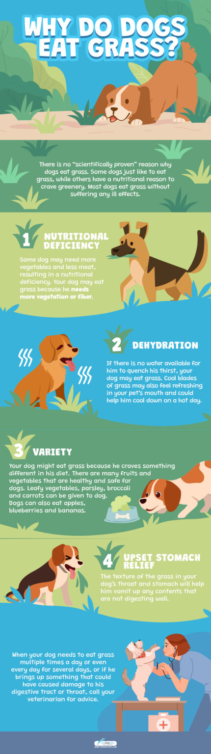 Why Do Dogs Eat Grass? – Top Dog Tips