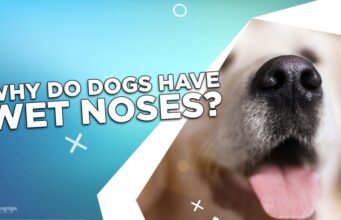 Why Do Dogs Have Wet Noses? Why Do Dogs Have Wet Noses?