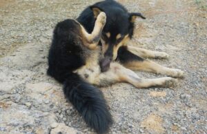 Why Do Dogs Lick Their Private Areas? Why Do Dogs Lick Their Private Areas Featured Image