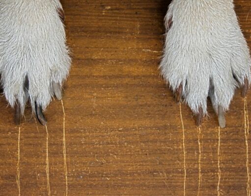 Why Do Dogs Scratch the Floor: Reasons And How To Stop It Why Do Dogs Scratch The Floor Featured Image