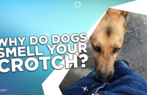 Why Do Dogs Smell Your Crotch? Why Do Dogs Smell Your Crotch
