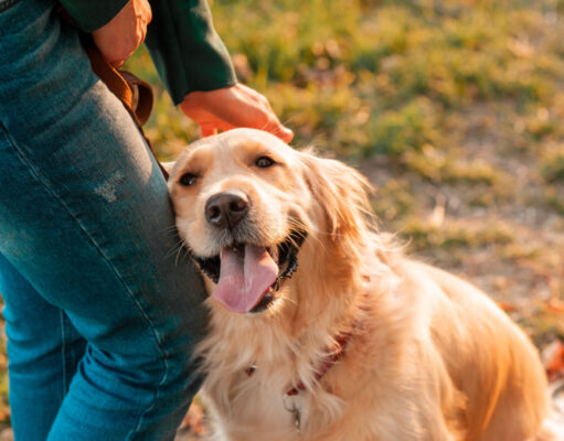 Why Does My Dog Rub His Face On Me? 9 Surprising Reasons Why Does My Dog Rub His face On Me featured image
