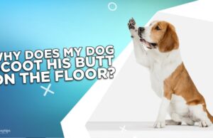 Why Does My Dog Scoot His Butt On the Floor? Why Does My Dog Scoot His Butt On the Floor_