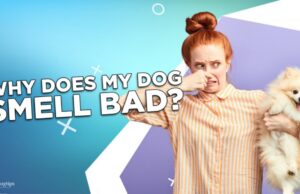 Why Does My Dog Smell Bad? 12 Possible Reasons Why Does My Dog Smell Bad