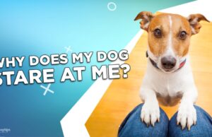 Why Does My Dog Stare At Me? Why Does My Dog Stare At Me