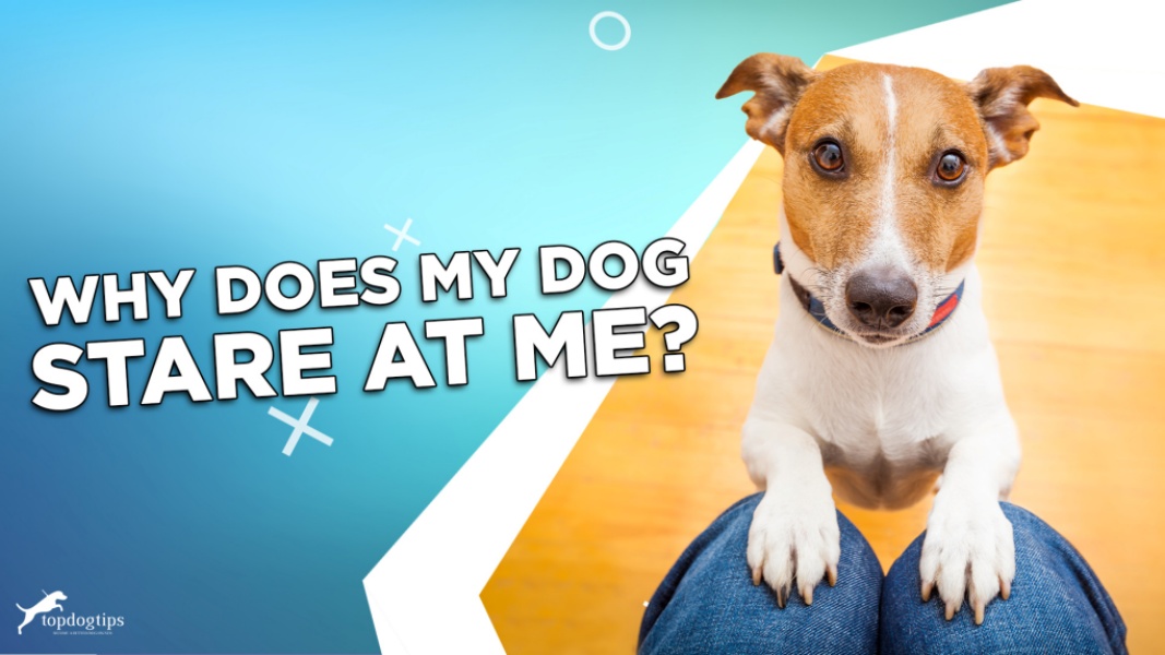 Image showcasing Why Does My Dog Stare At Me? – Top Dog Tips